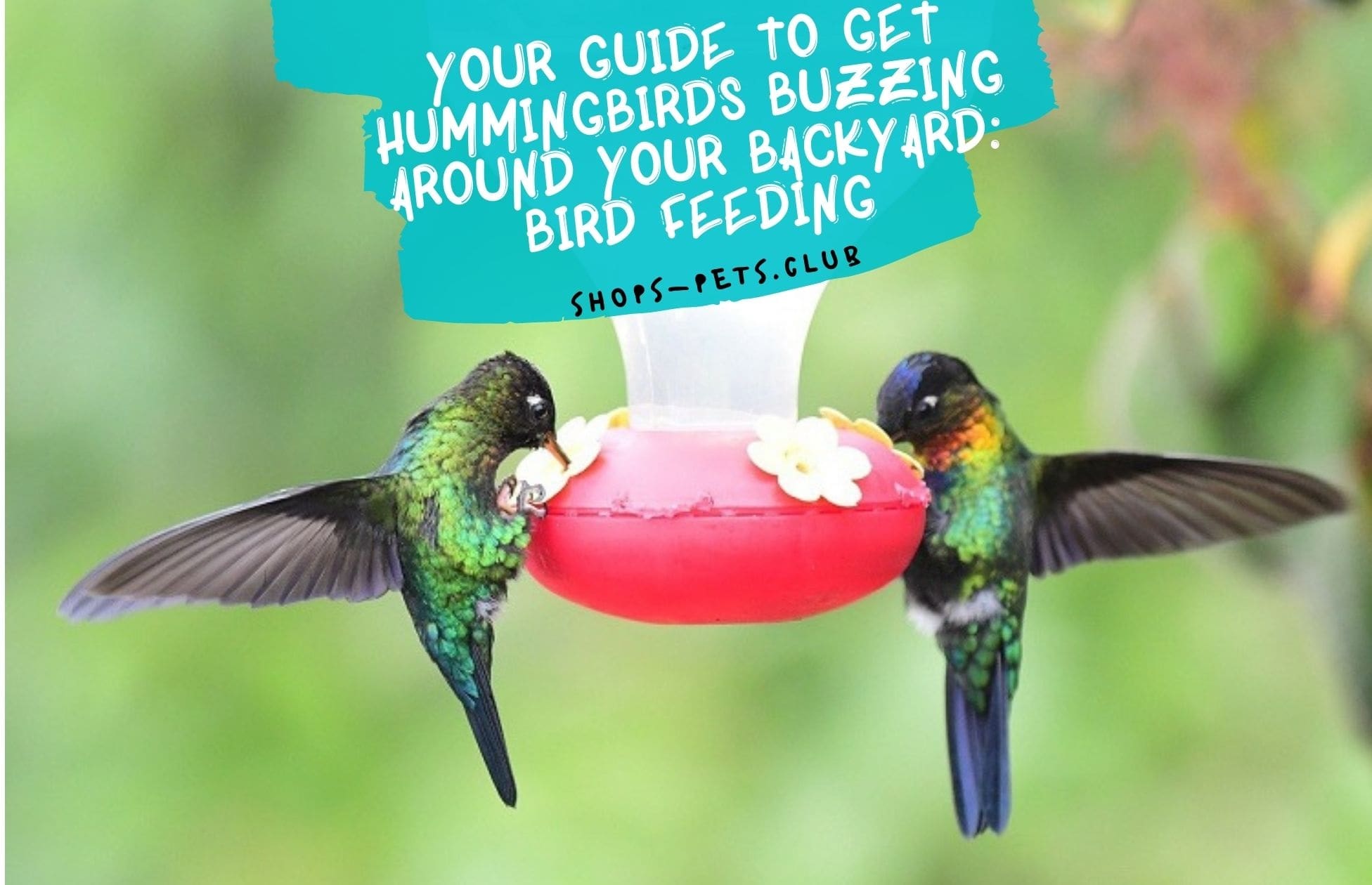 Guide to Getting Hummingbirds Buzzing Around Your Backyard Bird Feeding