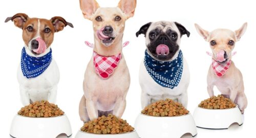 Knowing More on the Most Basic Food Canine Nutrition