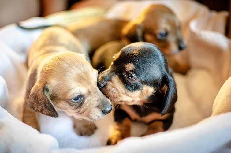 Puppy Safety From A to Z - All You Should Know