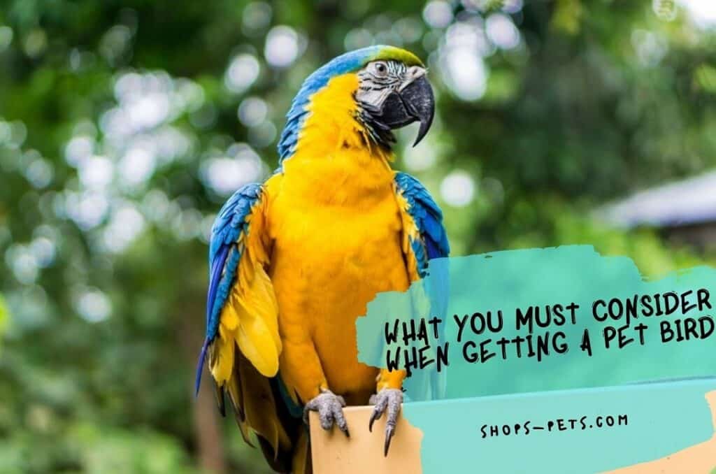 What You Must Consider When Getting A Pet Bird Shops Pets