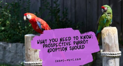 What You Need To Know Prospective Parrot Adoption Should