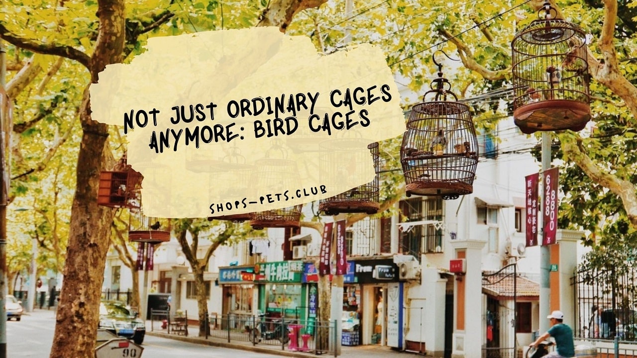 Not Just Ordinary Cages Anymore: Bird Cages