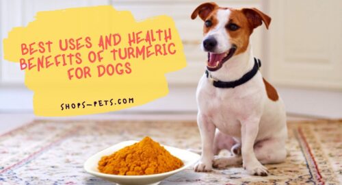 Best Uses and Health Benefits of Turmeric for Dogs