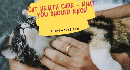 Cat Health Care - What you Should Know