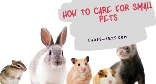 How To Care For Small Pets