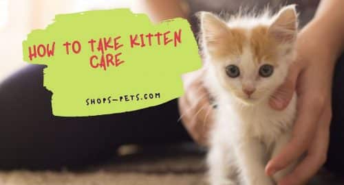 How to Take Kitten Care