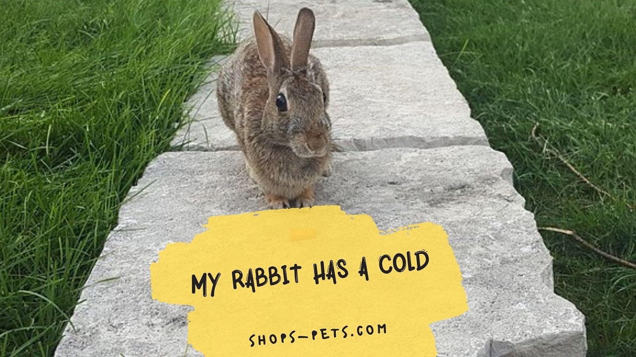 My Rabbit Has a Cold