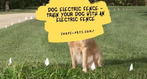 Dog Electric Fence - Train Your Dog With An Electric Fence