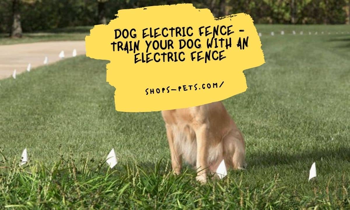 Dog Electric Fence - Train Your Dog With An Electric Fence
