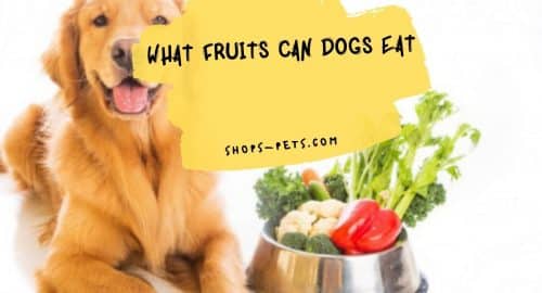 What Fruits Can Dogs Eat