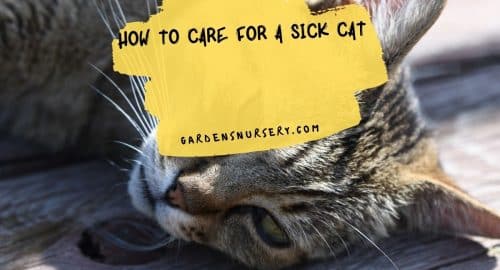 How To Care For a Sick Cat