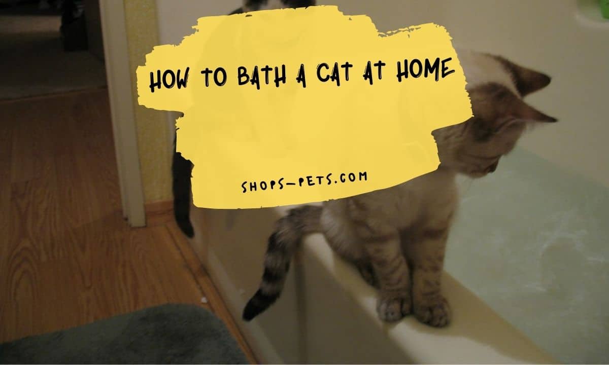 How to Bath a Cat at Home