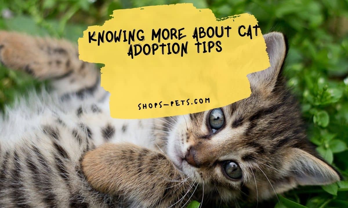 Knowing More About Cat Adoption Tips
