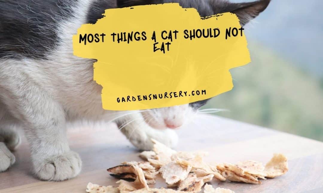 Most Things a Cat Should Not Eat