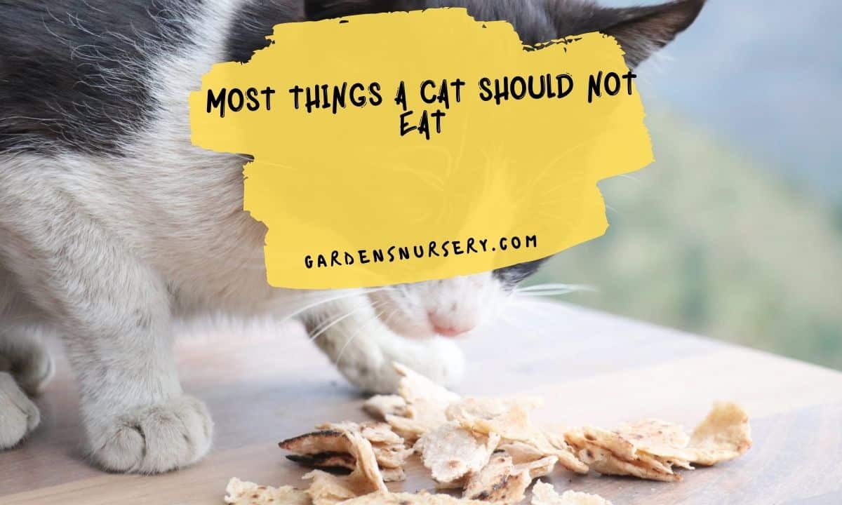 Most Things a Cat Should Not Eat