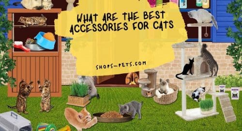 What Are The Best Accessories for Cats