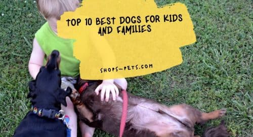 10 Best Dogs for Kids and Families