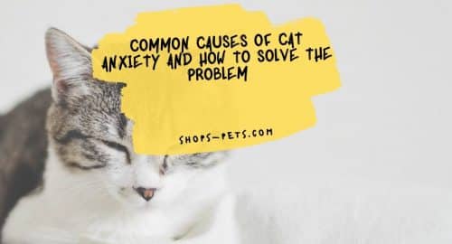 Common Causes of Cat Anxiety and How to Solve the Problem