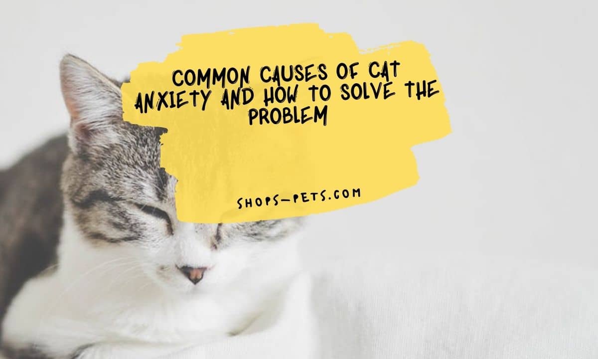 Common Causes of Cat Anxiety and How to Solve the Problem