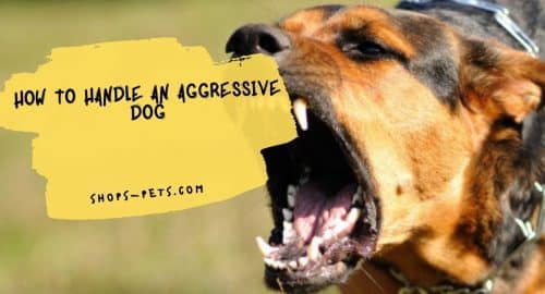 How to Handle an Aggressive Dog