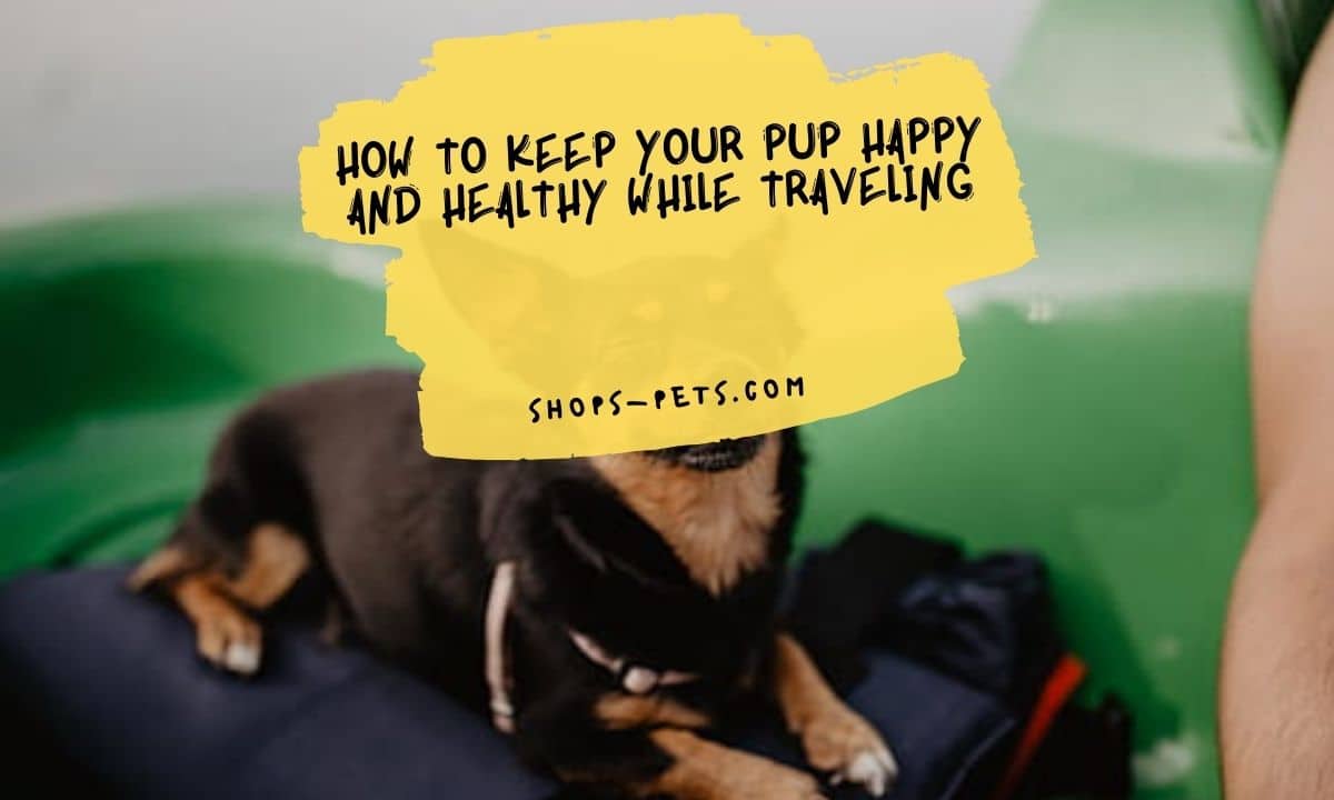 How to Keep Your Pup Happy and Healthy While Traveling