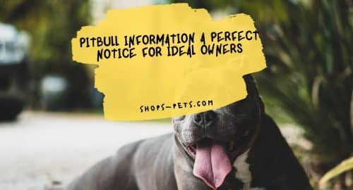 Pitbull Information A Perfect Notice For Ideal Owners