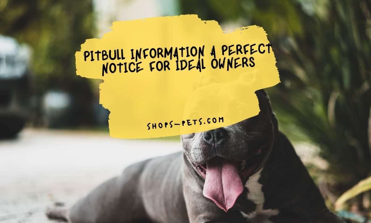 Pitbull Information A Perfect Notice For Ideal Owners