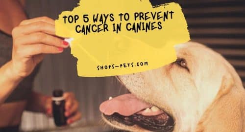 Top 5 Ways to Prevent Cancer in Canines