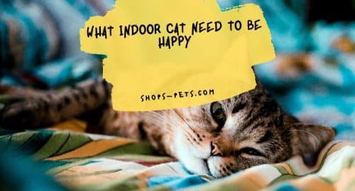 What Indoor Cat Need To Be Happy
