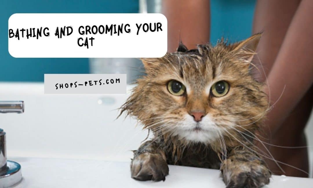 Bathing and Grooming Your Cat
