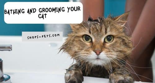 Bathing and Grooming Your Cat