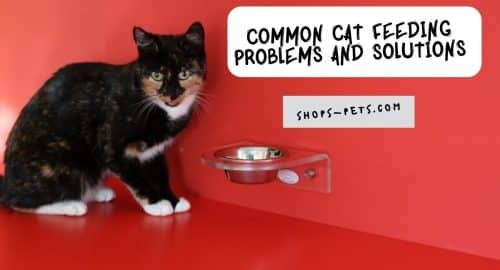 Common Cat Feeding Problems and Solutions