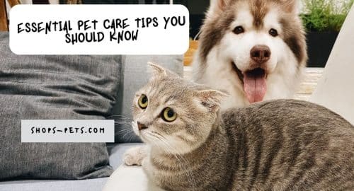 Essential Pet Care Tips You Should Know