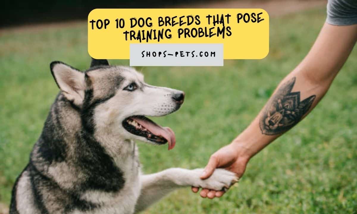 Top 10 Dog Breeds That Pose Training Problems