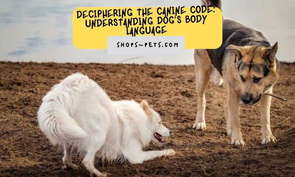 Deciphering the Canine Code Understanding Dog's Body Language