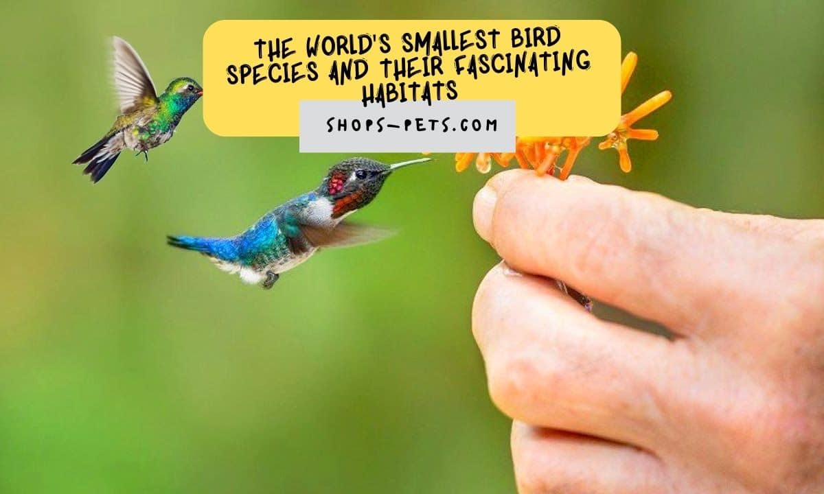 The World's Smallest Bird Species and Their Fascinating Habitats
