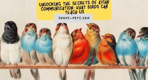 Unlocking the Secrets of Avian Communication What Birds Can Teach Us