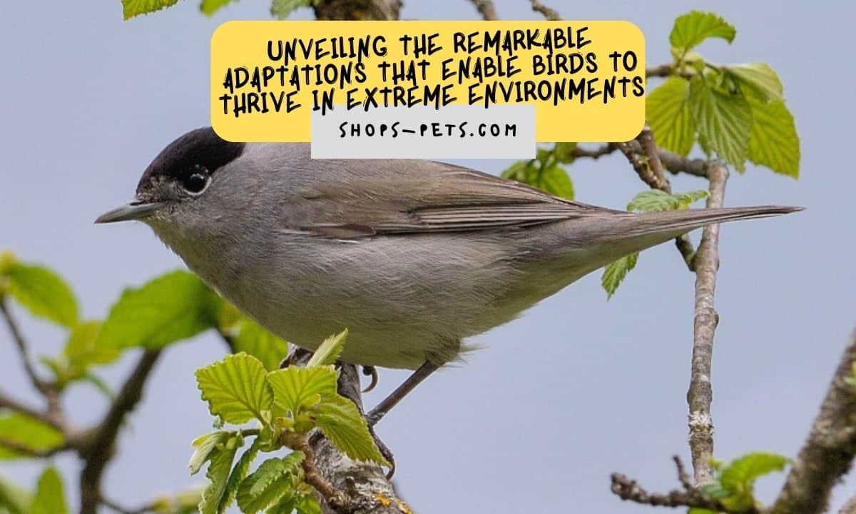 Unveiling the Remarkable Adaptations That Enable Birds to Thrive in Extreme Environments